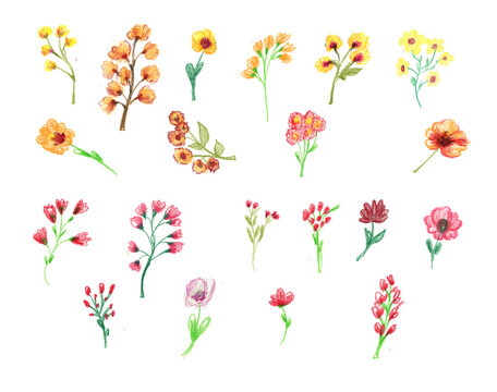  Big Set watercolor elements - wildflowers, herbs, leaf. collection garden and wild, forest herb, flowers, branches. illustration isolated on white background, exotic leaf. Botanic