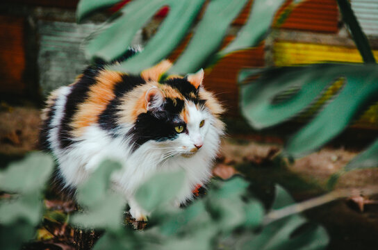 gato calic&oacute; blanco sentado en un trono rodeado de plantas