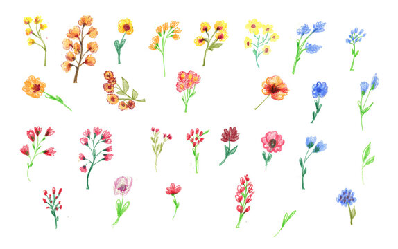 Big Set watercolor elements - wildflowers, herbs, leaf. collection garden and wild, forest herb, flowers, branches. illustration isolated on white background, exotic leaf. Botanic