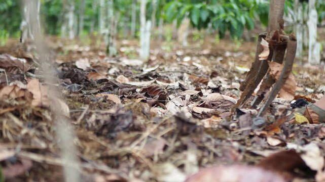 Farmer digging soil with a hoe in a cacao plantation, dry leaves on the ground, low angle view