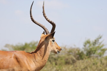 Impala Male headshot, Nairobi national park, Kenya, East Africa © Anthony