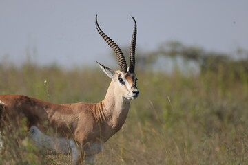 Grant Gazelle male Nairobi national park Kenya © Anthony