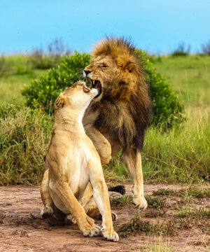 Male lion biting female lioness during mating ritual in Africa