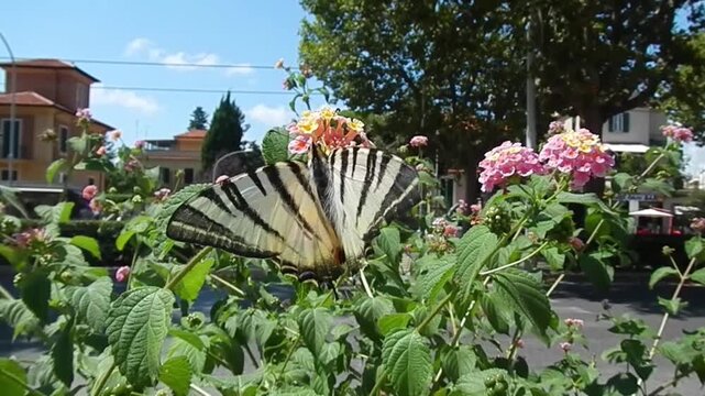 Butterfly Sail swallowtail, Iphiclides podalirius on yellow and pink flowers of Lantana next to street in city of Rome in Italy on sunny summer day - close-up, slow motion.