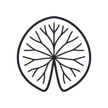 Detailed illustration of a leaf structure.