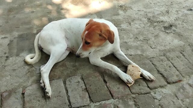 Cute pet dog resting peacefully on a stone pathway outdoors