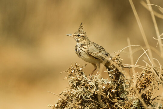 Crested Lark
