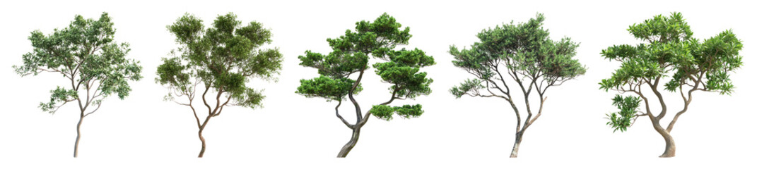 Obraz premium PNG Diverse realistic tree illustrations on transparent background