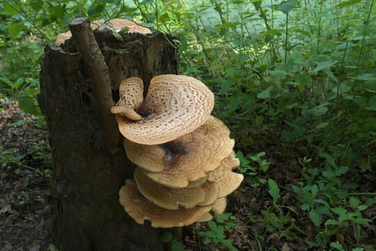 Dryad's saddle. Mushrooms on a dead tree in the forest.

