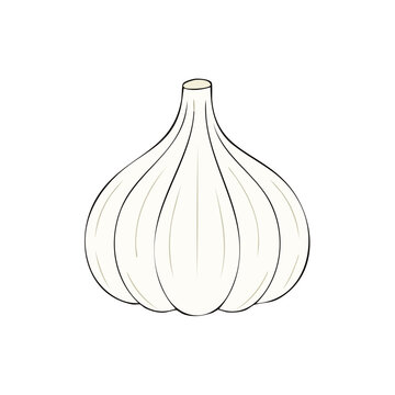 Hand Drawn Illustration of a Single Garlic Bulb with Outline and Subtle Shading