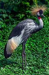 Obraz premium Black crowned crane on the lawn. Latin name - Balearica pavonina 