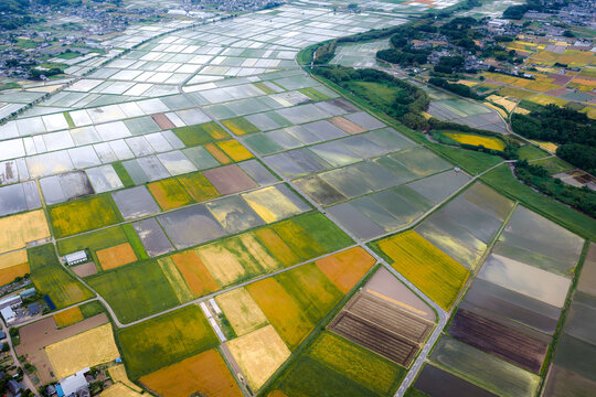 Aerial view of Iwase Rice fields, showcasing a patchwork of flooded and planted paddies in various shades of green and gold, with rural roads in Iwase, Ibaraki, Japan.