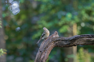Fototapeta premium Small bird perched on a weathered tree branch in a sunlit forest