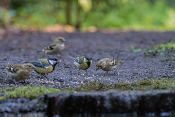 Great tits and finches gather on the forest floor to eat scattered seeds © StefansFotoGalerij