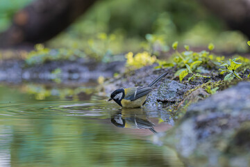 Great tit bird drinking water from a pond with reflection in the water © StefansFotoGalerij