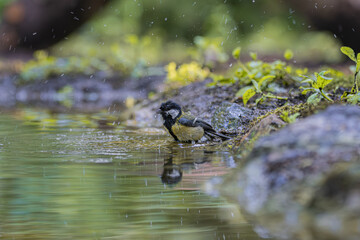 Great tit bird bathing in shallow water during a gentle rain shower © StefansFotoGalerij
