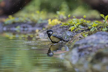Great tit bird bathing in shallow water during light rain shower © StefansFotoGalerij