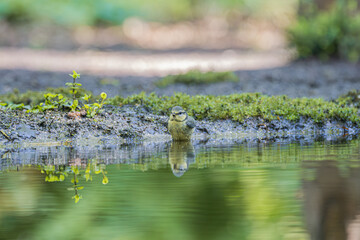 Small blue tit bird standing in shallow water with reflection © StefansFotoGalerij