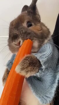 squirrel eating a carrot