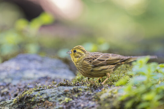 Yellowhammer bird with striped plumage perched on mossy ground in soft natural light