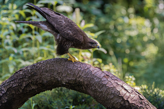 Majestic hawk perched on a weathered tree branch in a lush green forest setting