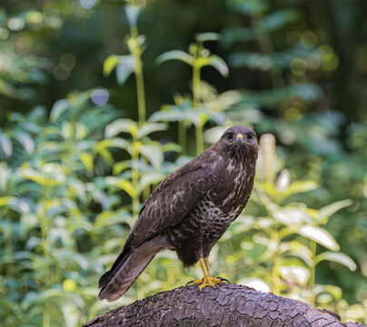 A common buzzard perched on a tree branch in a lush green forest setting