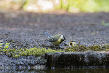 Two great tits foraging for food on the forest floor near water © StefansFotoGalerij