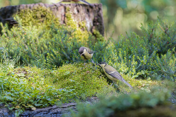Two great tits foraging on a mossy forest floor near a tree stump © StefansFotoGalerij