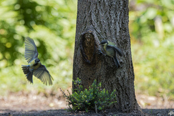 Two great tits interact near a tree trunk, one in flight and one perched © StefansFotoGalerij