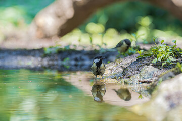 Great tit bird drinking water with reflection in a pond on a sunny day © StefansFotoGalerij