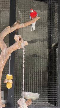 White cockatoo parrot with bright yellow crest feathers perched inside a metal cage, macro close-up composition with soft natural indoor lighting, ideal for exotic pet bird, tropical wildlife, and ani