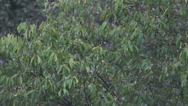 Yellow-throated Leafbird Arriving on Foreground Perch, Scanning and Departing Through Dense Foliage, Palawan Philippines
