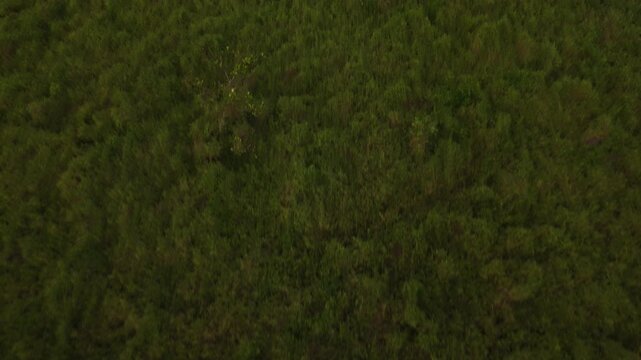A view from above of a lush green meadow dotted with tropical plants and dense vegetation, with a sense of movement forward