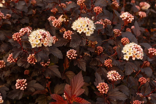 Dark leaf ninebark shrub in bloom, Physocarpus opulifolius with purple leaves and white flowers background.