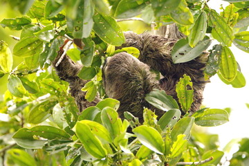 Fototapeta premium Brown-throated sloth (Bradypus variegatus) in a tree in the Cuyabeno Wildlife Reserve, outside of Lago Agrio, Ecuador