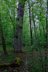 Obraz premium Ancient forest trees growing in bialowieza national park