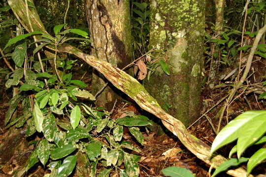 Liana vine in the Cuyabeno Wildlife Reserve, outside of Lago Agrio, Ecuador