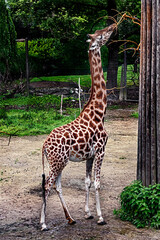 Giraffe eats twigs. The tallest living terrestrial animal and the largest ruminant. Latin name - Giraffa camelopardalis © Mikhail Blajenov