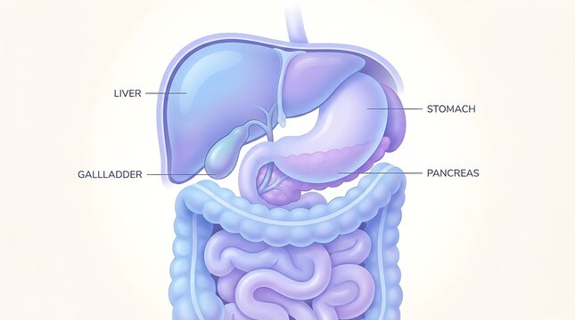 Anatomical of human digestive system organs with clear labels anatomy liver
