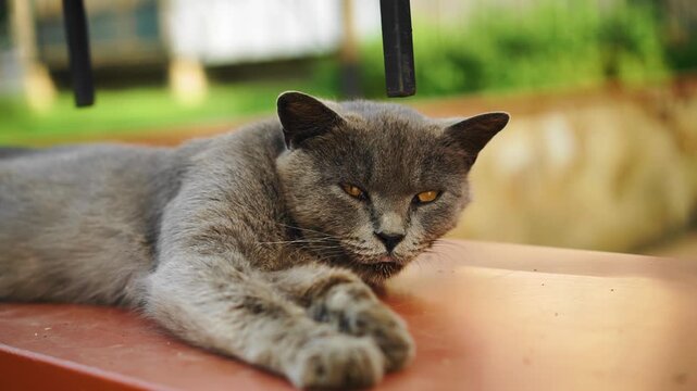 The grey cat lies impressively on the parapet and looks at the camera. Close-up shooting of an animal