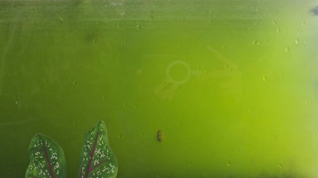 Several small platy and molly fish swimming in an aquarium filled with murky green algae water next to a potted caladium plant