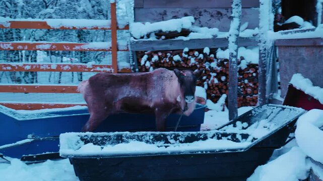 A deer in an aviary stands next to a feeding trough in winter and looks at the camera