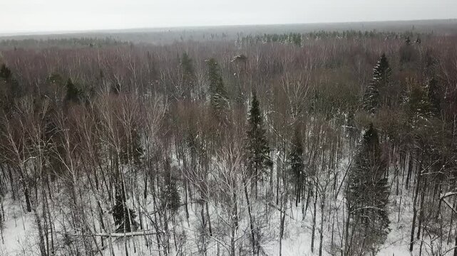 Forward drone flight above snow fores