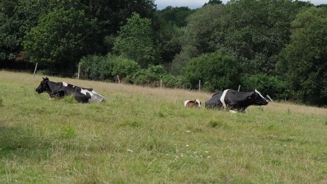 Static 4K shot of Holstein cows resting in a grassy meadow with a small calf lying between them, rural farm setting.