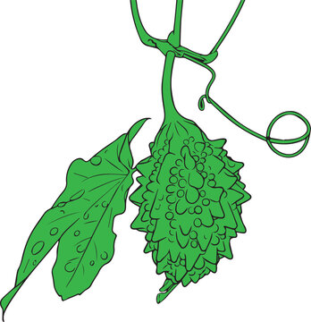 Fresh green bitter melon hanging on plant vector, healthy organic vegetable graphics. Generative AI