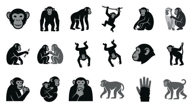 Vector set of black and grey monkey silhouettes on white