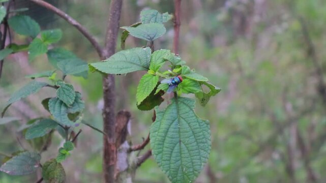Blue Bottle Fly Resting on Green Plant Leaf in Natural Garden