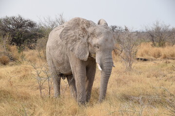 Fototapeta premium African Elephant, Etosha National Park, Namibia