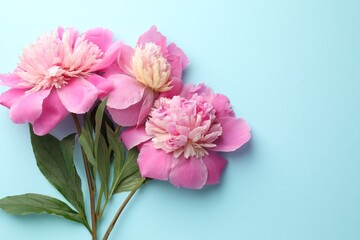 Fototapeta premium Beautiful pink peony flowers on light blue background, flat lay. Space for text