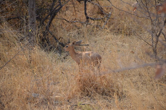 Steenbok, Etosha National Park, Namibia